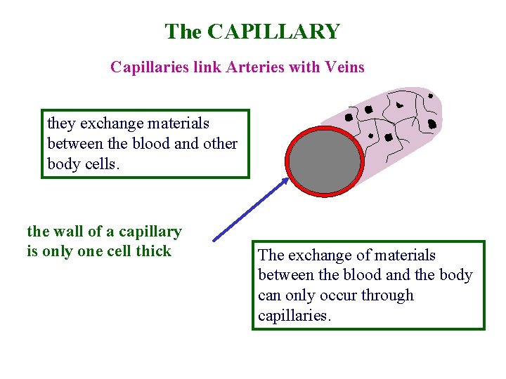 The CAPILLARY Capillaries link Arteries with Veins they exchange materials between the blood and