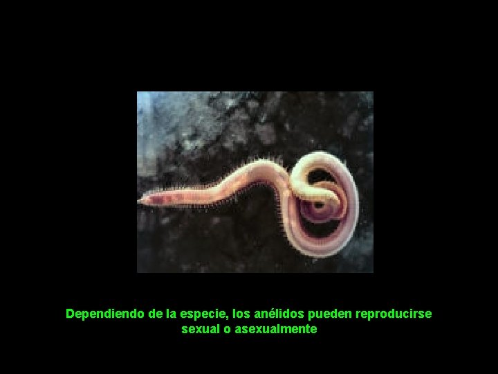 Dependiendo de la especie, los anélidos pueden reproducirse sexual o asexualmente 