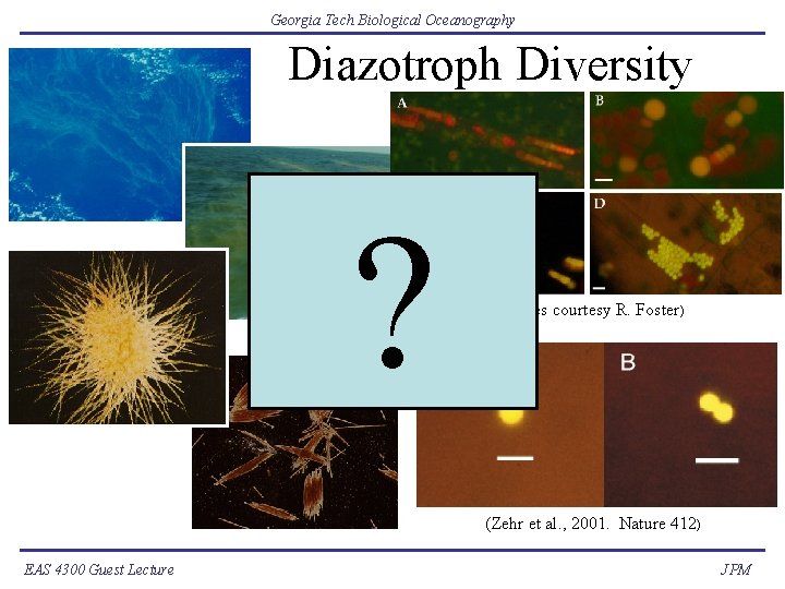 Georgia Tech Biological Oceanography Diazotroph Diversity ? (Images courtesy R. Foster) (Zehr et al.