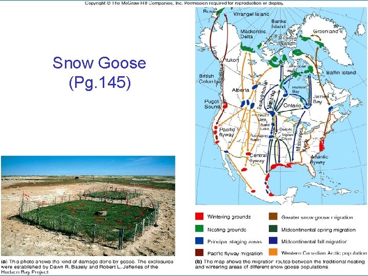 Snow Goose (Pg. 145) 32 