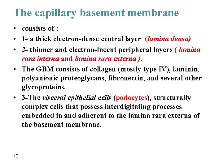 The capillary basement membrane • consists of : • 1 - a thick electron-dense