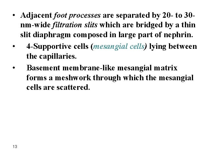  • Adjacent foot processes are separated by 20 - to 30 nm-wide filtration