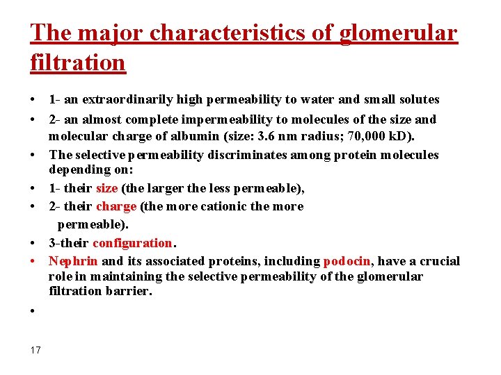 The major characteristics of glomerular filtration • 1 - an extraordinarily high permeability to