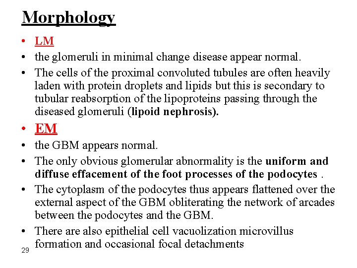 Morphology • LM • the glomeruli in minimal change disease appear normal. • The