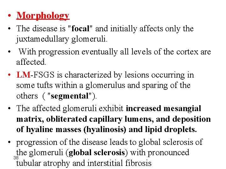  • Morphology • The disease is "focal" and initially affects only the juxtamedullary