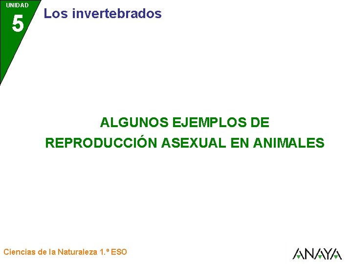 UNIDAD 5 Los invertebrados ALGUNOS EJEMPLOS DE REPRODUCCIÓN ASEXUAL EN ANIMALES Ciencias de la