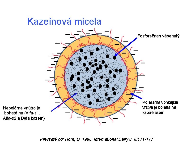 Kazeínová micela Fosforečnan vápenatý p Nepolárne vnútro je bohaté na (Alfa-s 1, Alfa-s 2 Kazeínová micela Fosforečnan vápenatý p Nepolárne vnútro je bohaté na (Alfa-s 1, Alfa-s 2