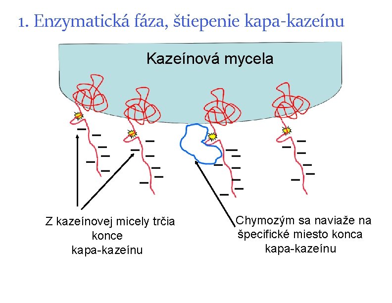 1. Enzymatická fáza, štiepenie kapa-kazeínu Kazeínová mycela Z kazeínovej micely trčia konce kapa-kazeínu Chymozým 1. Enzymatická fáza, štiepenie kapa-kazeínu Kazeínová mycela Z kazeínovej micely trčia konce kapa-kazeínu Chymozým