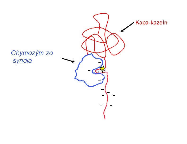 Kapa-kazeín Chymozým zo syridla - + + - - - Kapa-kazeín Chymozým zo syridla - + + - - -