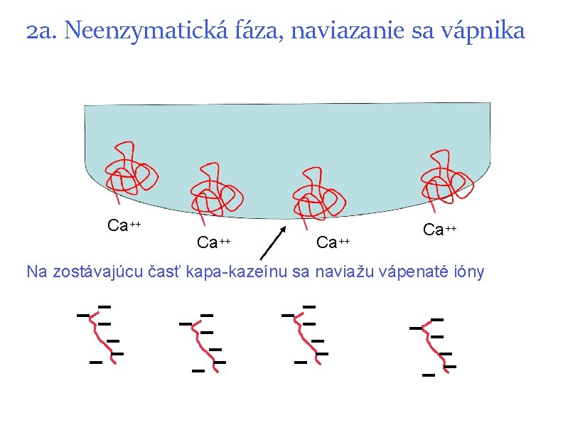 2 a. Neenzymatická fáza, naviazanie sa vápnika Ca++ Na zostávajúcu časť kapa-kazeínu sa naviažu 2 a. Neenzymatická fáza, naviazanie sa vápnika Ca++ Na zostávajúcu časť kapa-kazeínu sa naviažu