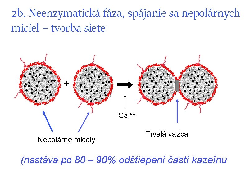 2 b. Neenzymatická fáza, spájanie sa nepolárnych miciel – tvorba siete + Ca ++ 2 b. Neenzymatická fáza, spájanie sa nepolárnych miciel – tvorba siete + Ca ++