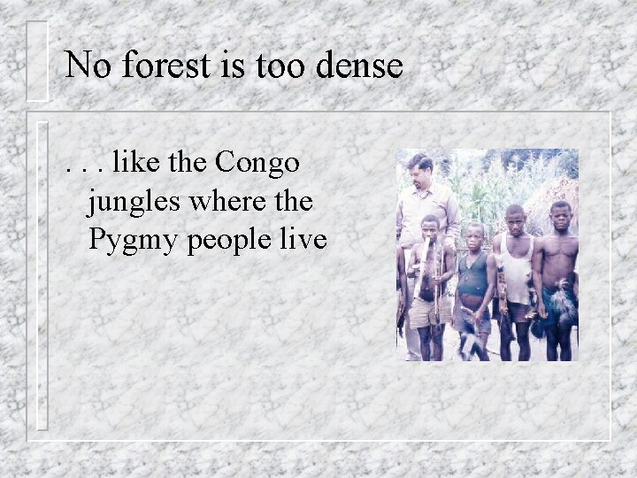 No forest is too dense. . . like the Congo jungles where the Pygmy