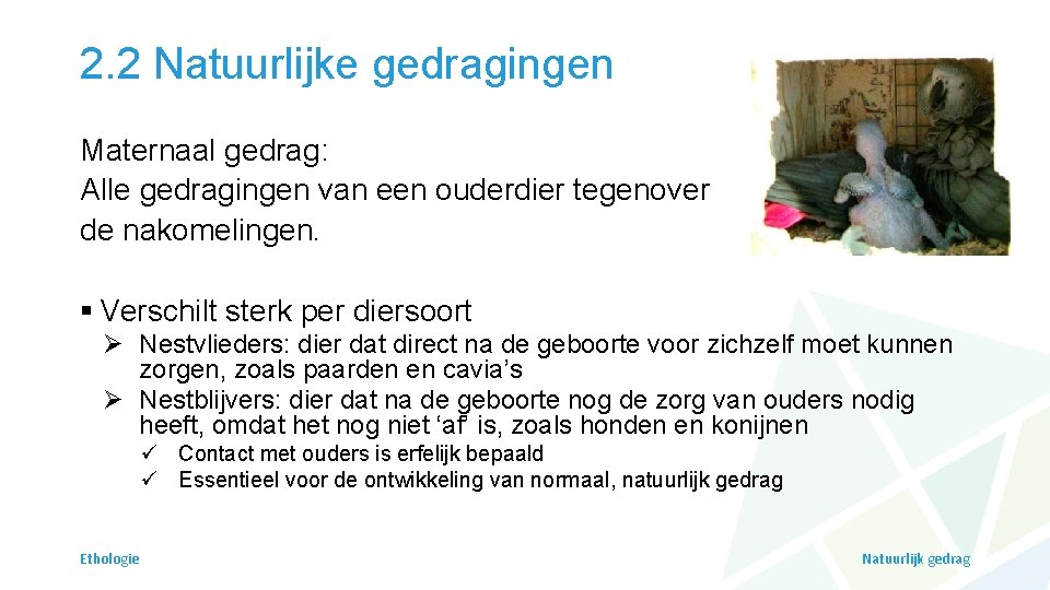 2. 2 Natuurlijke gedragingen Maternaal gedrag: Alle gedragingen van een ouderdier tegenover de nakomelingen.