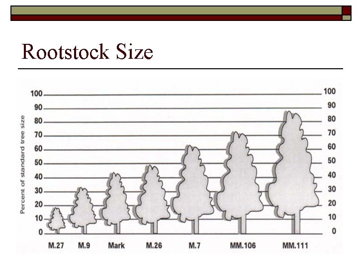 Rootstock Size 