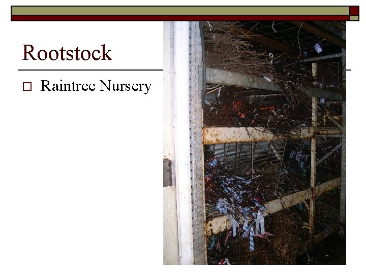 Rootstock o Raintree Nursery 