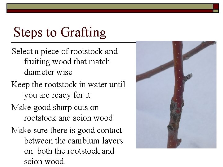 Steps to Grafting Select a piece of rootstock and fruiting wood that match diameter