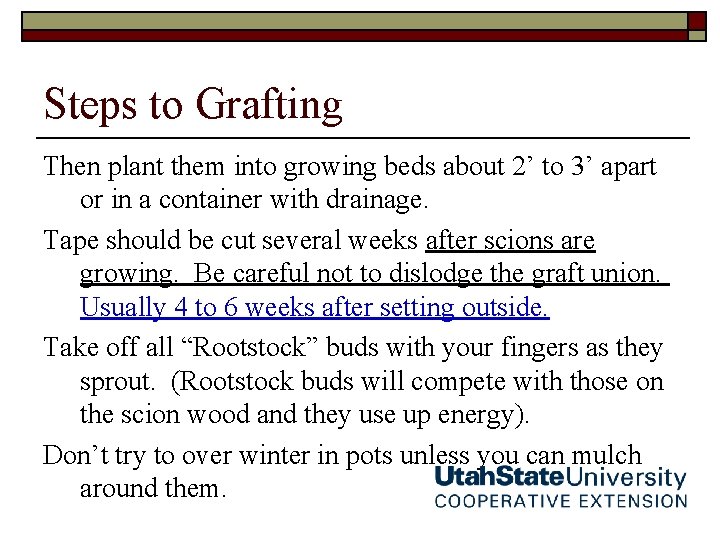 Steps to Grafting Then plant them into growing beds about 2’ to 3’ apart Steps to Grafting Then plant them into growing beds about 2’ to 3’ apart