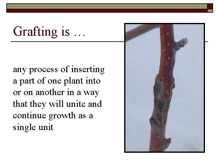 Grafting is … any process of inserting a part of one plant into or