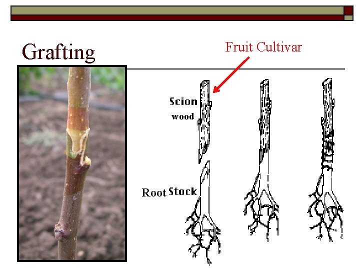 Fruit Cultivar Grafting wood Root 