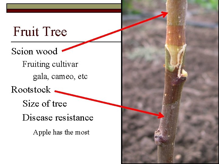 Fruit Tree Scion wood Fruiting cultivar gala, cameo, etc Rootstock Size of tree Disease Fruit Tree Scion wood Fruiting cultivar gala, cameo, etc Rootstock Size of tree Disease