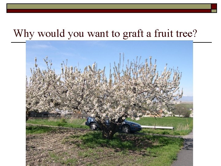 Why would you want to graft a fruit tree? 