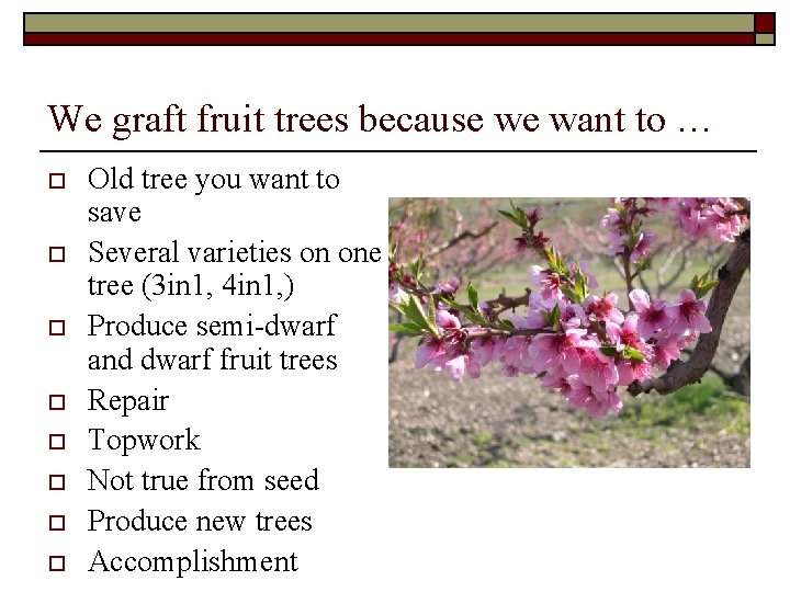 We graft fruit trees because we want to … o o o o Old