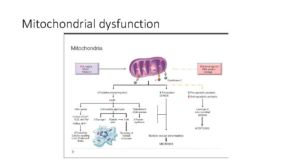 Mitochondrial dysfunction 