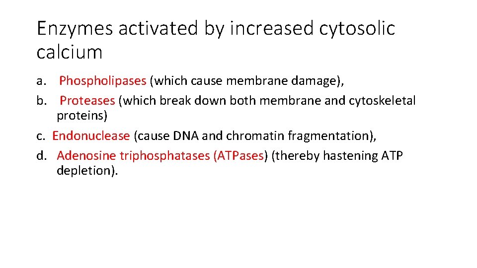 Enzymes activated by increased cytosolic calcium a. Phospholipases (which cause membrane damage), b. Proteases