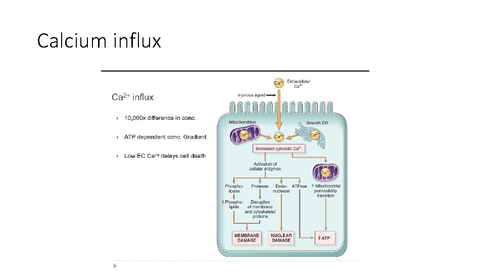 Calcium influx 