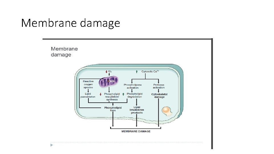 Membrane damage 