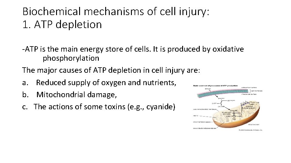 Biochemical mechanisms of cell injury: 1. ATP depletion -ATP is the main energy store