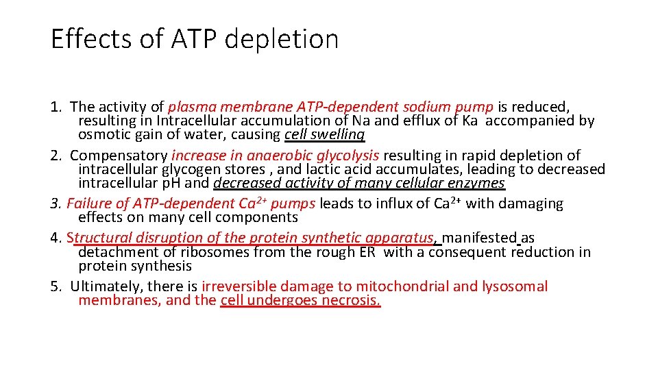 Effects of ATP depletion 1. The activity of plasma membrane ATP-dependent sodium pump is