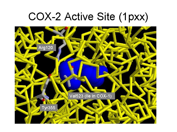 COX-2 Active Site (1 pxx) Arg 120 Val 523 (Ile in COX-1) Tyr 355