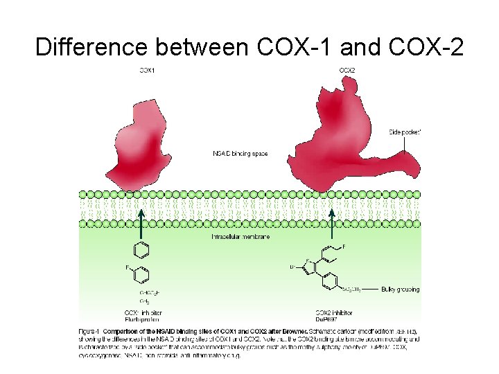 Difference between COX-1 and COX-2 