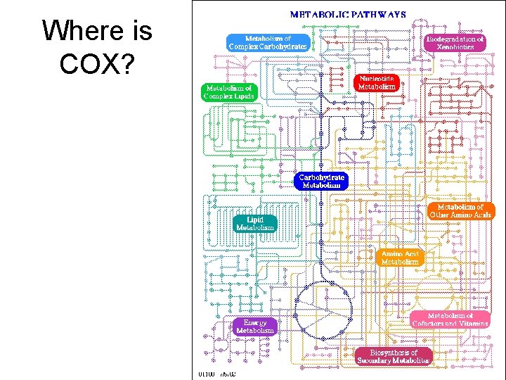 Where is COX? 