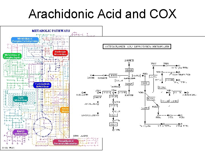 Arachidonic Acid and COX 