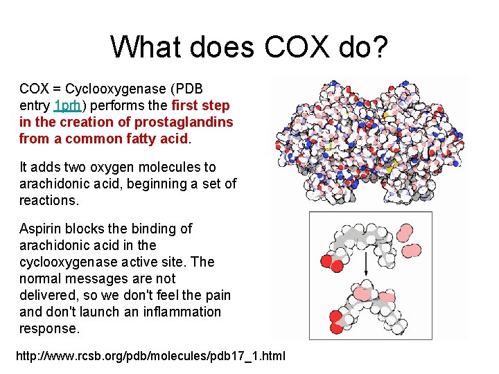 What does COX do? COX = Cyclooxygenase (PDB entry 1 prh) performs the first