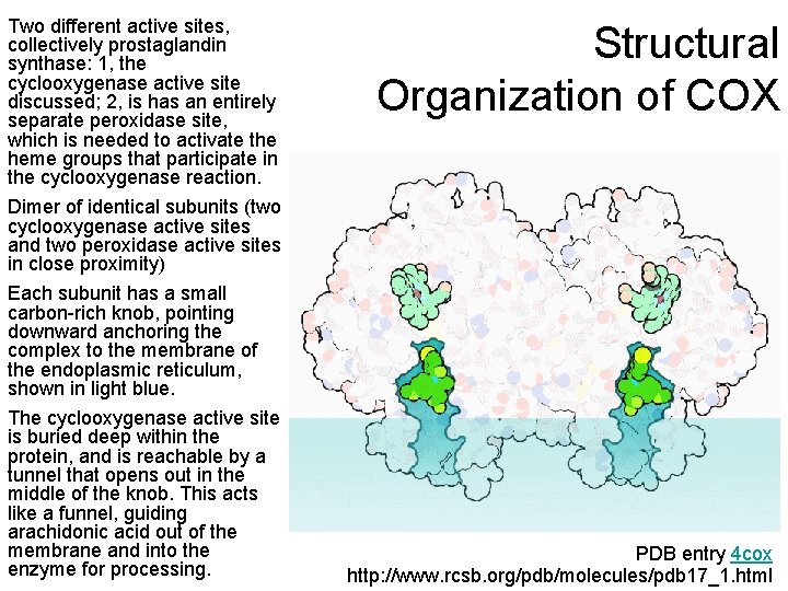 Two different active sites, collectively prostaglandin synthase: 1, the cyclooxygenase active site discussed; 2,