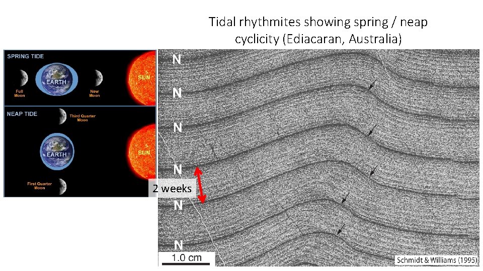 Tidal rhythmites showing spring / neap cyclicity (Ediacaran, Australia) 2 weeks 