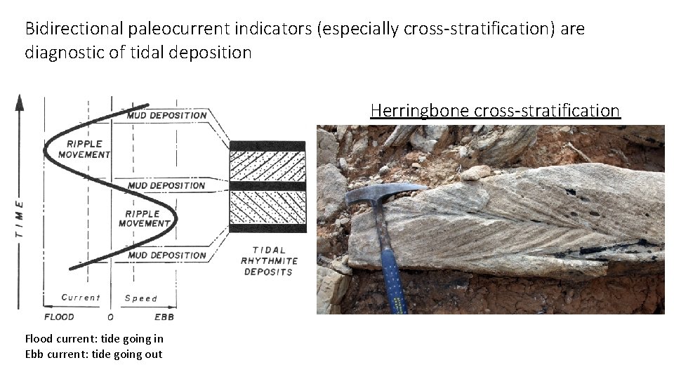 Bidirectional paleocurrent indicators (especially cross-stratification) are diagnostic of tidal deposition Herringbone cross-stratification Flood current: