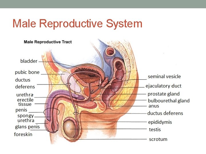 Male Reproductive System 