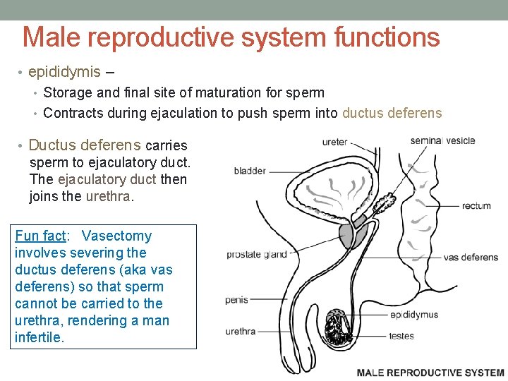 Male reproductive system functions • epididymis – • Storage and final site of maturation