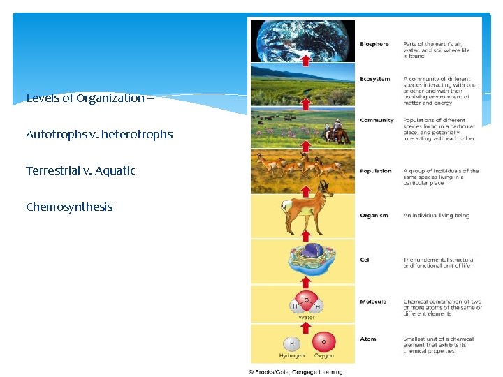 Levels of Organization – Autotrophs v. heterotrophs Terrestrial v. Aquatic Chemosynthesis 
