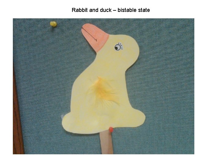 Rabbit and duck – bistable state 