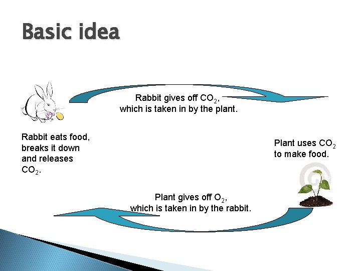 Basic idea Rabbit gives off CO 2, which is taken in by the plant. Basic idea Rabbit gives off CO 2, which is taken in by the plant.