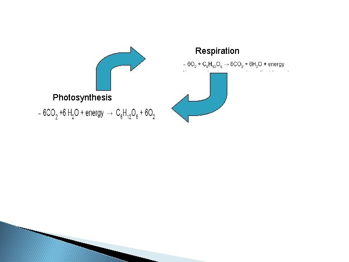Respiration Photosynthesis Respiration Photosynthesis