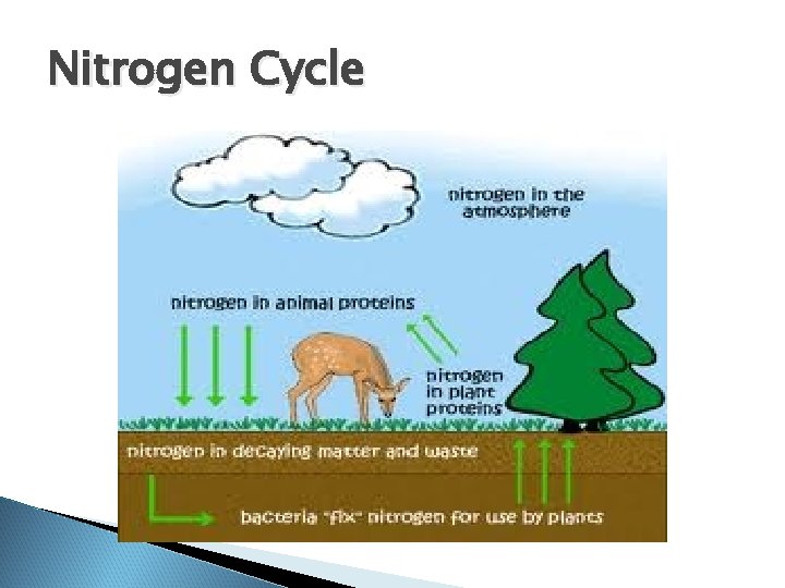 Nitrogen Cycle Nitrogen Cycle
