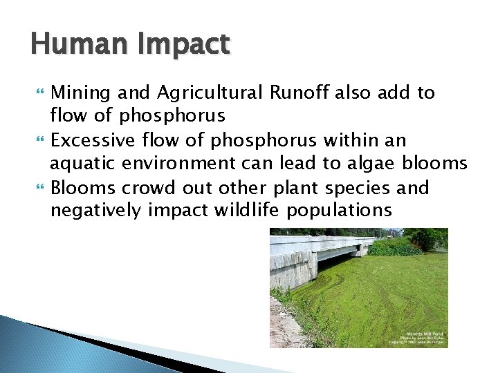 Human Impact Mining and Agricultural Runoff also add to flow of phosphorus Excessive flow Human Impact Mining and Agricultural Runoff also add to flow of phosphorus Excessive flow