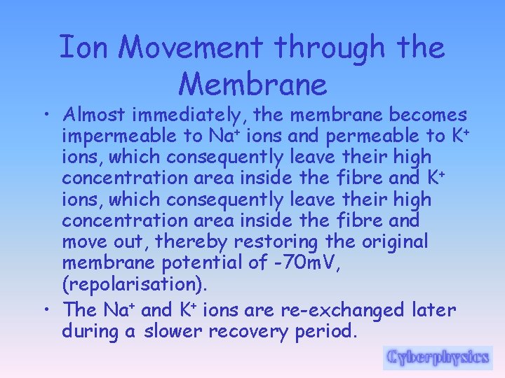 Ion Movement through the Membrane • Almost immediately, the membrane becomes impermeable to Na+