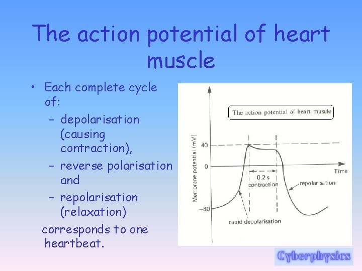 The action potential of heart muscle • Each complete cycle of: – depolarisation (causing